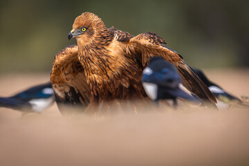 Western Marsh Harrier portrait