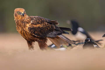 Western Marsh Harrier portrait