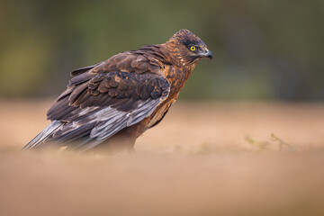 Melanistic Western Marsh Harrier portrait