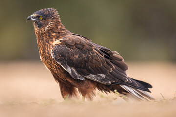 Melanistic Western Marsh Harrier portrait