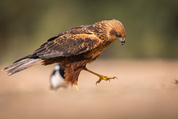 Western Marsh Harrier portrait