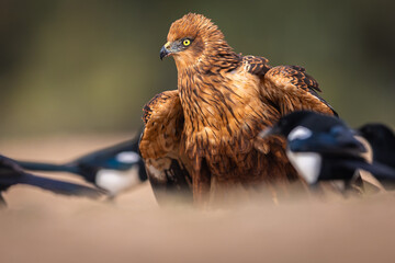 Western Marsh Harrier portrait