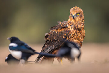 Western Marsh Harrier portrait