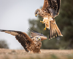 Red kite fighting