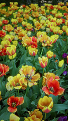 Colorful tulip field in full bloom with vibrant red, yellow, and orange flowers outdoors in the netherlands garden landscape.