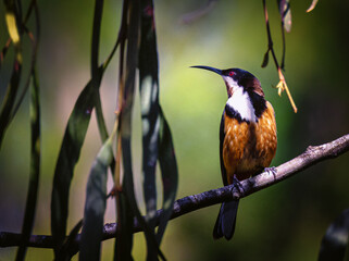Eastern Thornbill