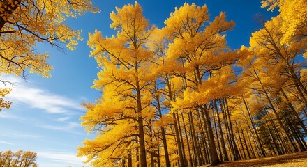 Low angle shot of tall trees with yellow leaves under a bright blue sky.