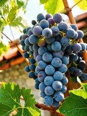 Harvesting fresh grapes vineyard photography lush green environment close-up view nature's bounty