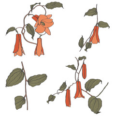 Lapageria simple colored flowers. Vector illustration of line tropical Lapageria flowers with stem and leaves isolated on white background.