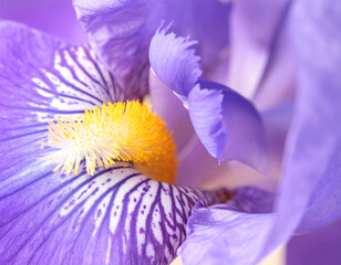 regal purple iris flower is captured in a close-up shot, showcasing its intricate petal patterns of deep violet lines and a vibrant yellow and white throat. Iris flower