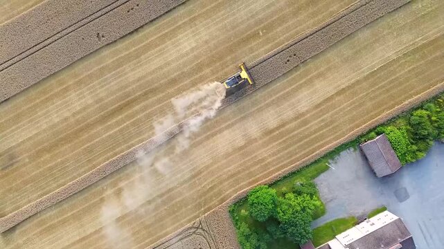 A threshing machine threshes grain in a field in the summer in the countryside.