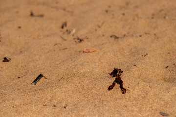 Close-up of dried seaweed and small debris scattered on sunlit beach sand, capturing natural coastal textures and minimalism.