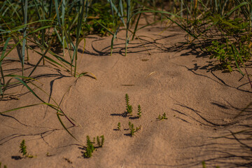 Close-up of small green plants and dune grasses casting shadows across warm sandy terrain on a sunny beach environment.