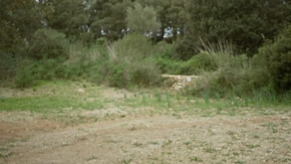 Defocused view of a green mediterranean field with bokeh effect, showcasing blurred trees and natural scenery in a serene outdoor setting.