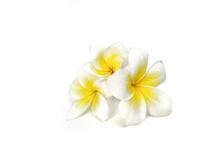 Beautiful frangipani flowers (plumeria alba) isolated on white background. Botanical photography for creative Design