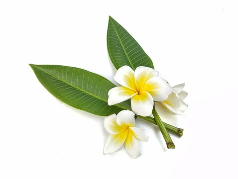 Beautiful frangipani flowers and leaf (plumeria alba) isolated on white background. Botanical photography for creative Design