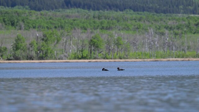 Ducks on a pond in the spring, buffleheads