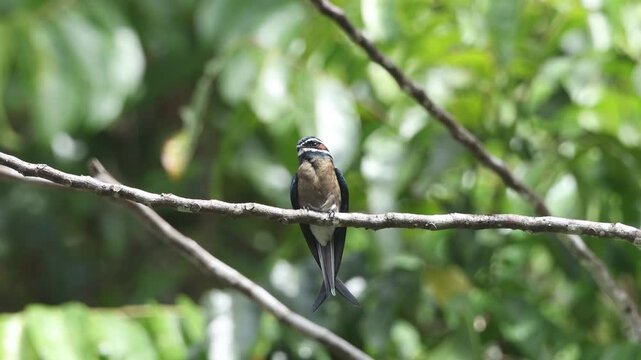 Whiskered Treeswift, the beauty of the rainforest