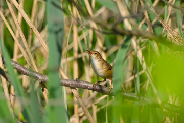 Common reed warbler (Acrocephalus scirpaceus) perched on a twig, singing in its natural reedbed habitat