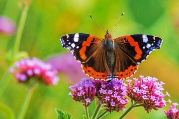 Naklejka premium admiral