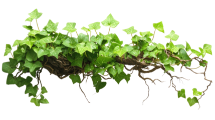 Elegant curl of intertwined green vines with natural twisting pattern isolated on white background
