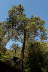 Majestic pine tree reaching for the sky amidst lush greenery in a tranquil forest during a bright summer day