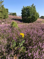 Heideblüte auf dem Wilseder Berg in der Lüneburger Heide