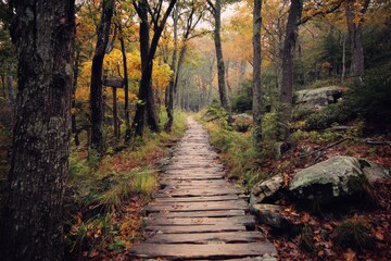 Hiking Appalachian Trail: Pathway in Autumn Woodlands of New York City