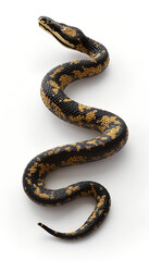 Obraz premium Coiled black and yellow snake on a white background showcasing its details 