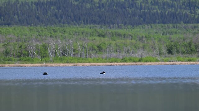 Ducks on a pond in the spring, buffleheads