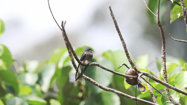 Whiskered Treeswift, the beauty of the rainforest