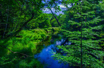 栃木県日光市　戦場ヶ原の湯川沿いの樹々
