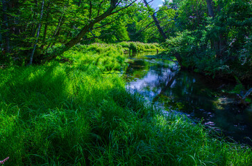 栃木県奥日光の戦場ヶ原　湯川沿いの湿原と林
