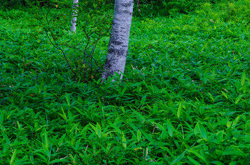 奥日光戦場が原　白樺の幹と一面のササ