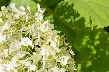 Caterpillar (Cucullia lactucae) on a hydrangea flower