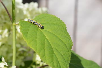Caterpillar (Cucullia lactucae) on a hydrangea leaf
