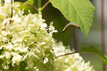 Fototapeta premium Caterpillar (Cucullia lactucae) on a hydrangea leaf
