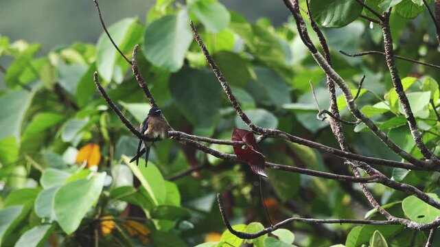 Whiskered Treeswift, the beauty of the rainforest