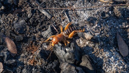 Jerusalem cricket on dark textured ground