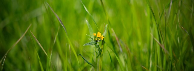 Yellow flower in lush green grass
