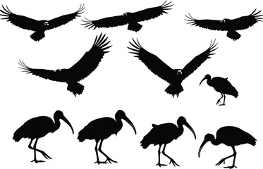 Collection of Realistic and Detailed Vector Silhouettes of a Vulture and Ibis in Various Poses, Isolated on White for Easy Use and Design

.