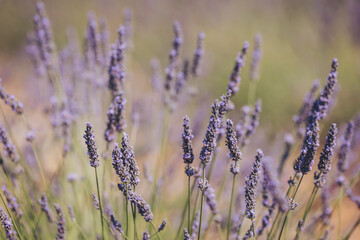Lavender blooms sway gently in the warm summer breeze under the bright sun in a peaceful garden setting