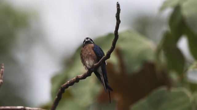 Whiskered Treeswift, the beauty of the rainforest
