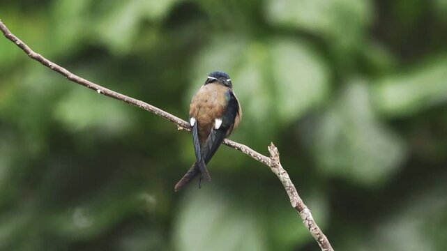 Whiskered Treeswift, the beauty of the rainforest