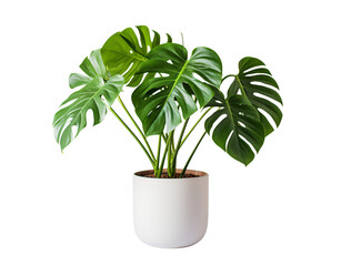 Lush monstera deliciosa plant thrives in a modern white pot