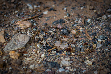 Close-up of various sized stones, gravel, and debris scattered on a dry dirt trail in a natural forest environment.