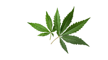 Fresh green neem leaves with natural medicinal herb foliage isolated on white background