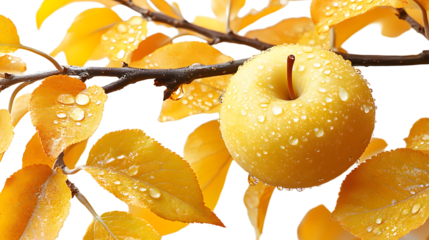 Delicious yellow apples hanging on the tree, ripe and ready for a healthy diet