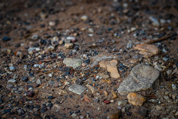 Close-up of various sized stones, gravel, and debris scattered on a dry dirt trail in a natural forest environment.