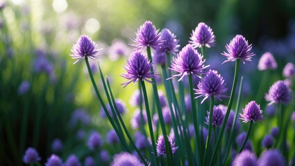 Obraz premium Purple flowers in bloom in a garden with sunlight and greenery.